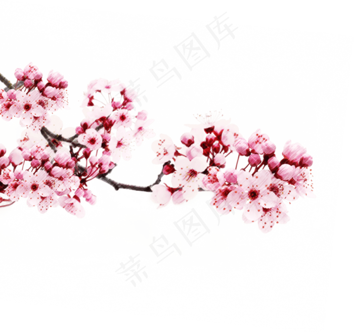 樱花开花植物免扣png