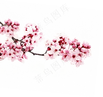樱花开花植物免扣png