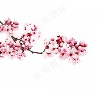 樱花开花植物免扣png