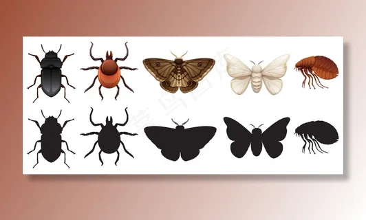 一组昆虫和剪影