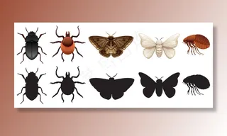 一组昆虫和剪影