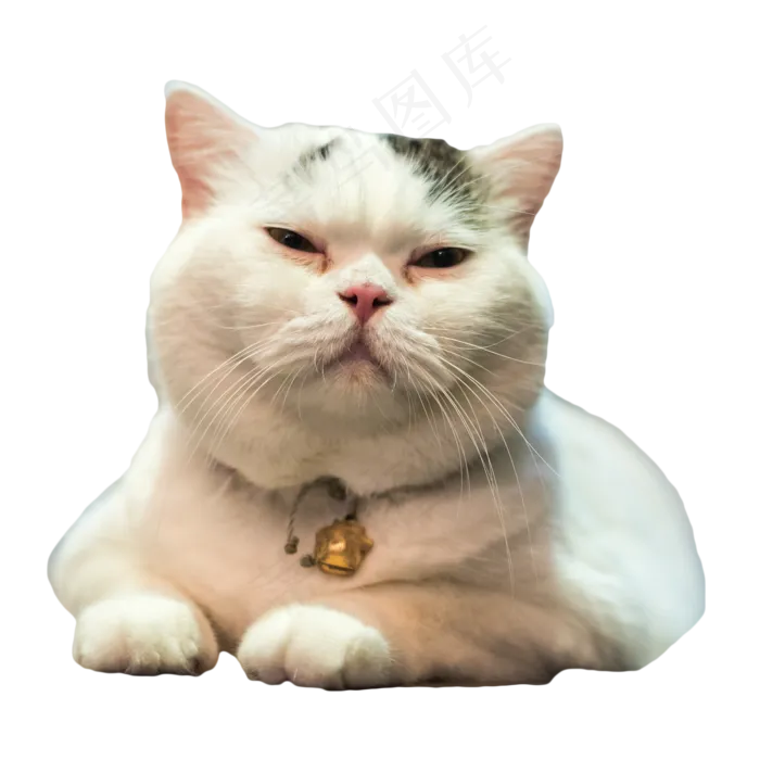 困得不行的猫咪,免抠元素(2000*2000px 300 dpi )