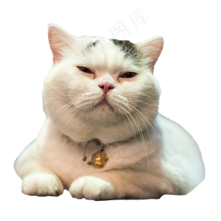 困得不行的猫咪,免抠元素
