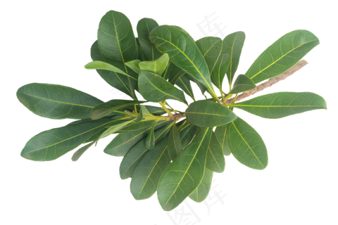 绿色立体花草叶子