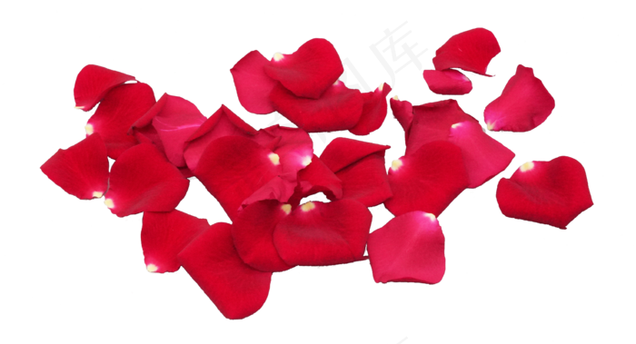 散落红玫瑰花瓣