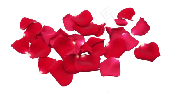 散落红玫瑰花瓣