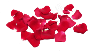 散落红玫瑰花瓣