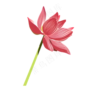 手绘矢量盛开的荷花元素