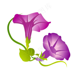手绘喇叭花元素之紫红色卡通牵牛