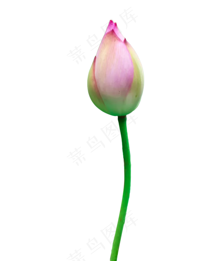 荷花花苞(1430X1824(DPI:300))psd模版下载