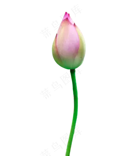 荷花花苞 荷花花苞