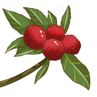 小暑节气物品荔枝