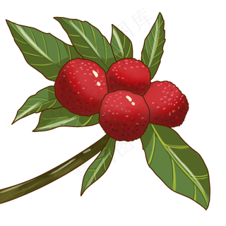 小暑节气物品荔枝