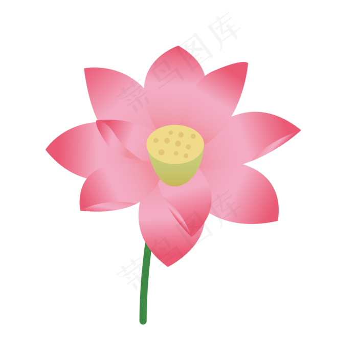 盛开的粉色荷花插画