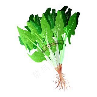 矢量手绘卡通菠菜