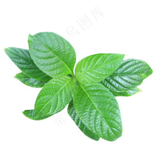 小青叶薄荷,免抠元素