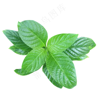 小青叶薄荷,免抠元素