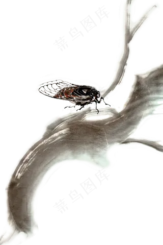 夏季蝉水墨画PNG免抠素材