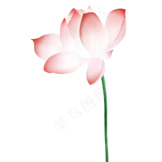 一个美丽的荷花