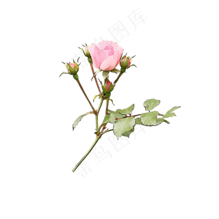 水彩风格玫瑰花儿可商用元素