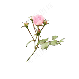 水彩风格玫瑰花儿可商用元素