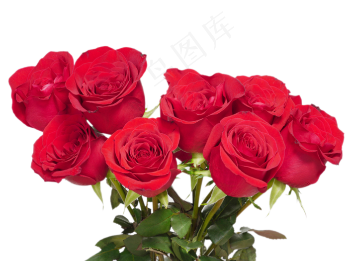 红玫瑰红色花朵