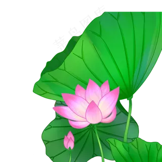 新鲜的荷花荷叶免抠图