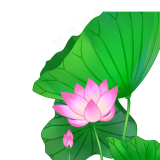 新鲜的荷花荷叶免抠图