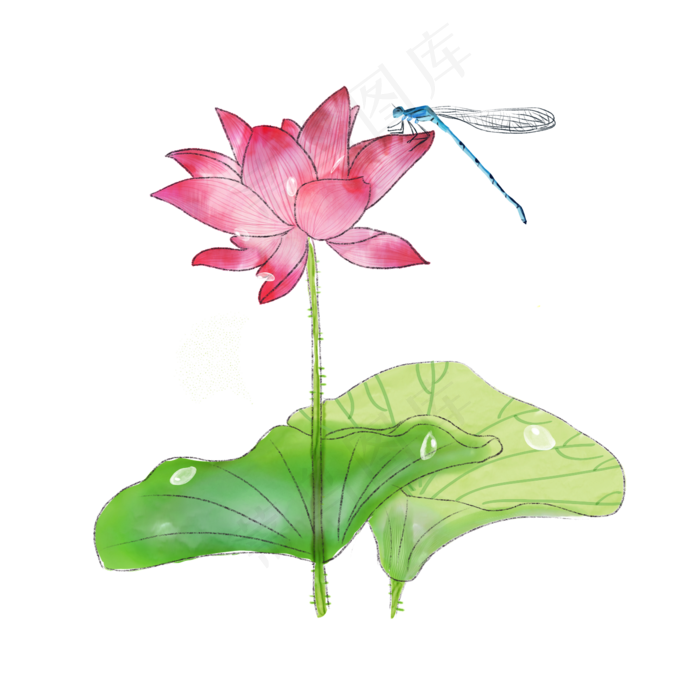 荷花莲花荷叶蜻蜓PNG水彩夏日