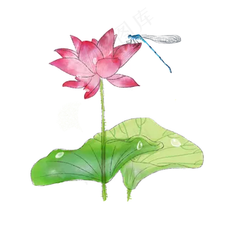 荷花莲花荷叶蜻蜓PNG水彩夏日
