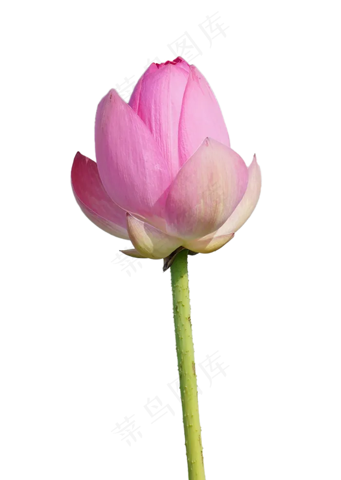 精美荷花实物(2000X2000(DPI:299))