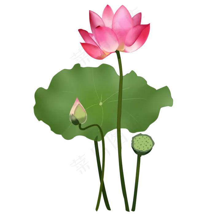 荷花莲花荷叶 (2000X2000(DPI:300))psd模版下载