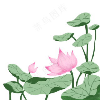 夏季节气荷花荷叶