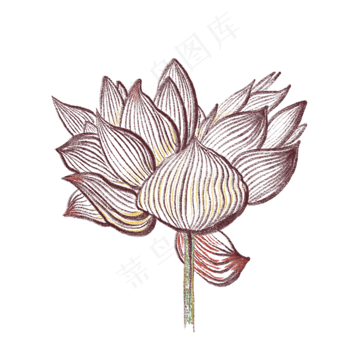 一朵盛开的荷花装饰免抠插图(2000X2000(DPI:132))psd模版下载