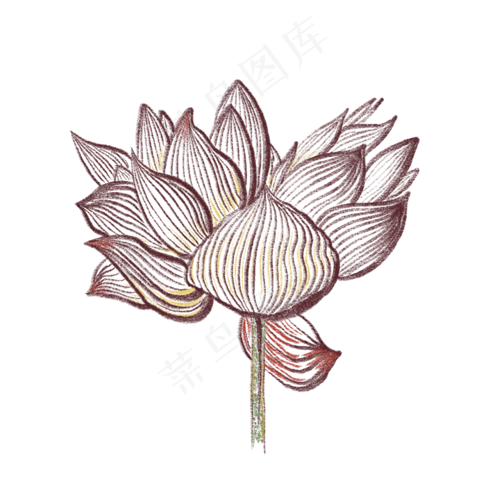 一朵盛开的荷花装饰免抠插图(2000X2000(DPI:132))psd模版下载