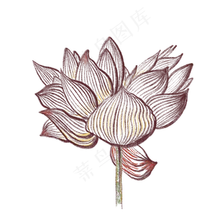 一朵盛开的荷花装饰免抠插图