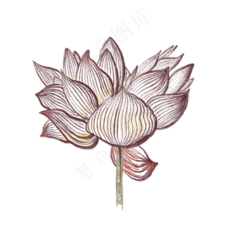 一朵盛开的荷花装饰免抠插图