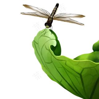 蜻蜓停在荷叶上夏景手绘元素