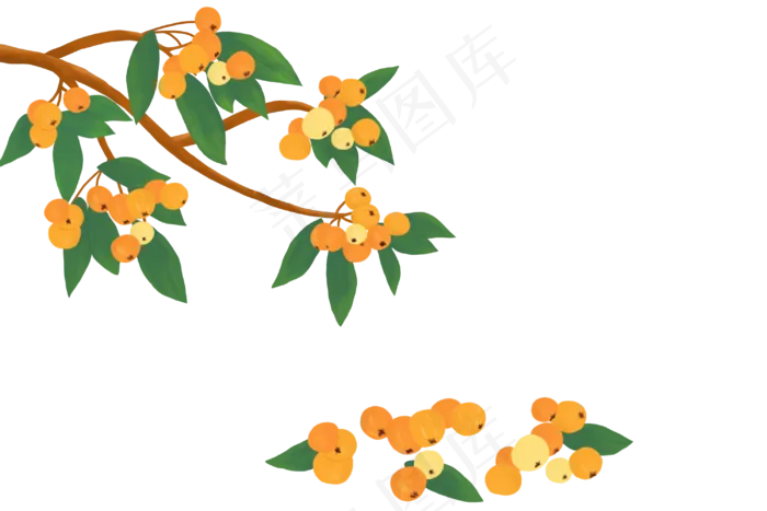 枇杷树枝和枇杷PNG(3000X2000(DPI:150))psd模版下载