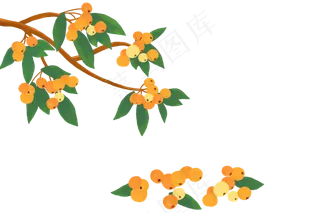 枇杷树枝和枇杷PNG