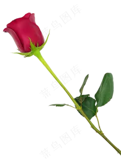 一束鲜花红玫瑰