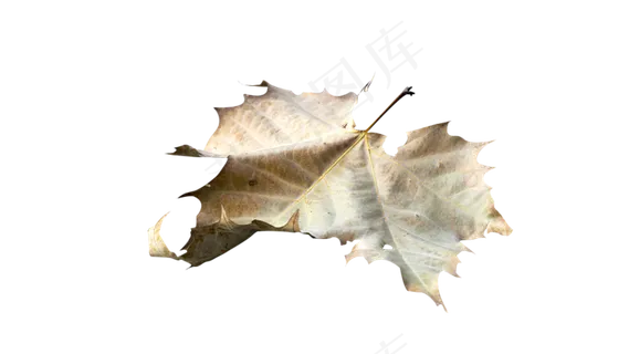 秋季黄色枫叶免扣元素