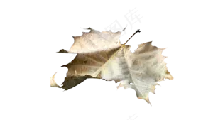 秋季黄色枫叶免扣元素