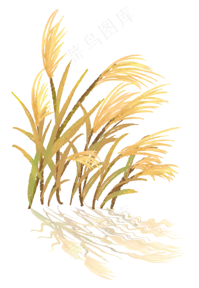 白露秋分芦苇蒹葭手绘,免抠元素(2113*3055px 300 dpi )psd模版下载