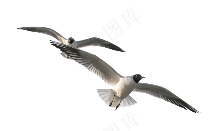 展翅翱翔的海鸥飞鸟,免抠元素