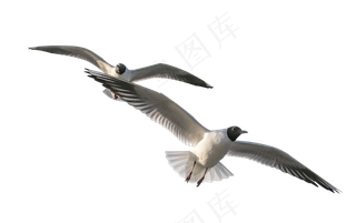 展翅翱翔的海鸥飞鸟,免抠元素