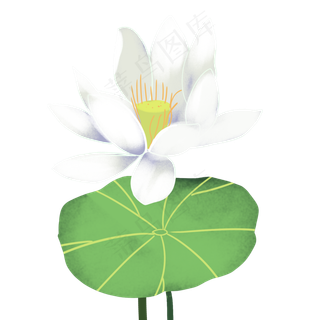 白色荷花植物