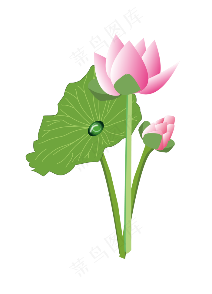 植物荷花手绘插画