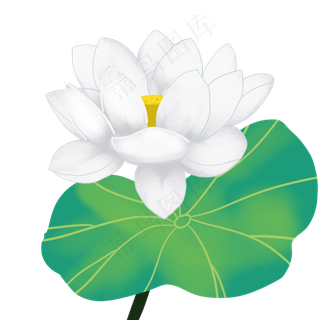 白色荷花