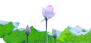 荷花植物